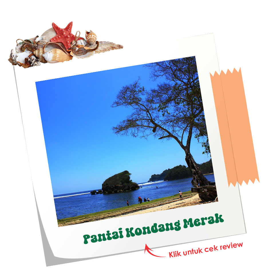 kondang merak